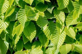 Dokonalý živý plot? Existuje! Jilm sibiřský rychle roste a je neuvěřitelně odolný a nenáročný